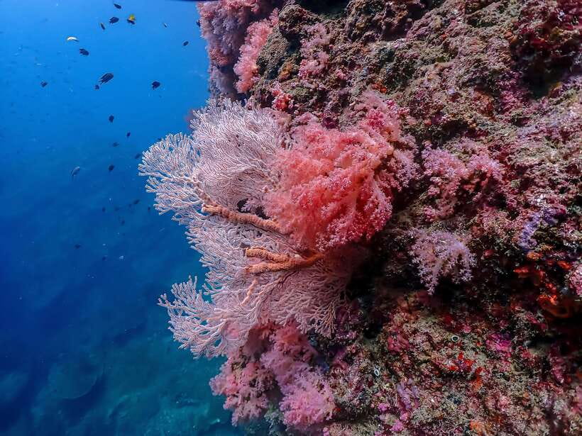 4-Island Tour from Koh Lanta to Koh Kradan with Beach Lunch - Ko Mook’s Emerald Cave Swim: The 80-Meter Moment Everyone Remembers
