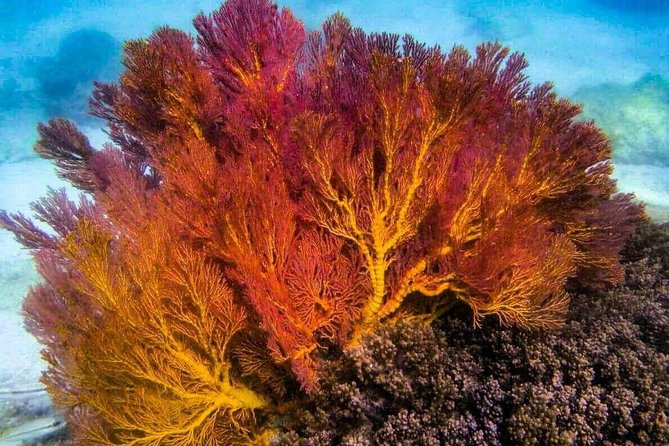 4 Islands Sunset + Plankton, Semi-Private Tour only 12 Guests - Food, drinks, and the small comforts that make a sea day easier