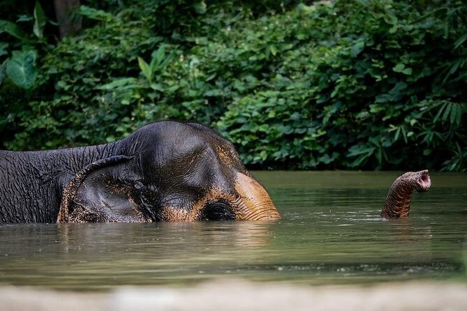 An Afternoon with the Elephants at Phuket Elephant Sanctuary - Key things I’d plan around