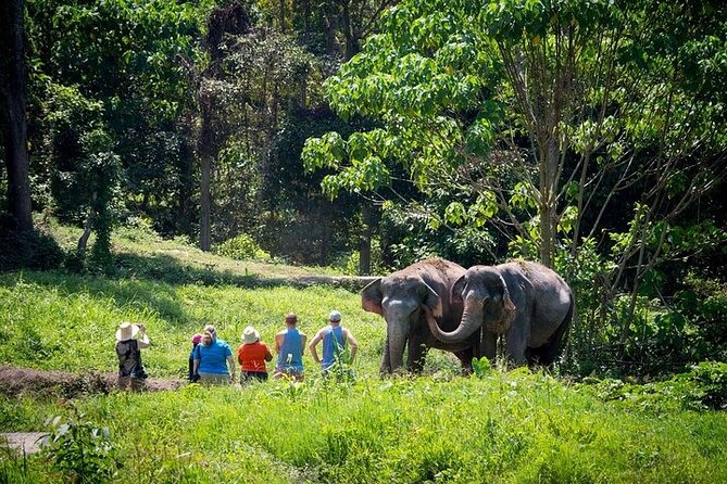 An Afternoon with the Elephants at Phuket Elephant Sanctuary - Getting there smoothly: 1:30 pm timing and what to expect on arrival