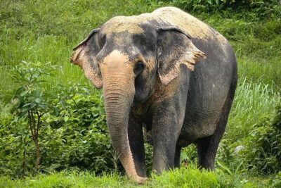 An Afternoon with the Elephants at Phuket Elephant Sanctuary - Inside Phuket Elephant Sanctuary: the canopy walkway and close-up viewing