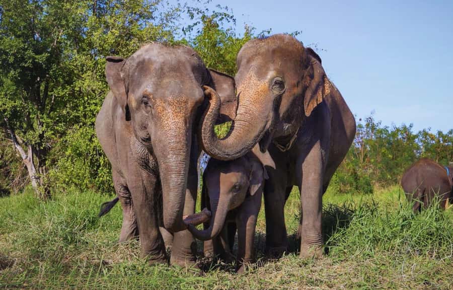 Bangkok: Ethical Elephant Care Half-Day with Transfers - Key things to know before you go