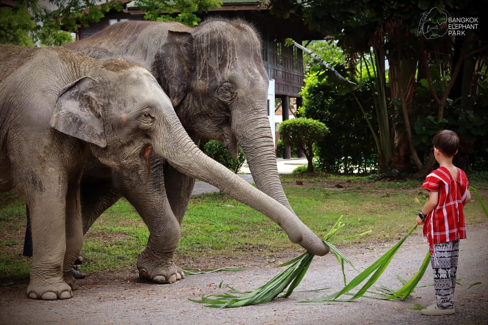 Bangkok: Ethical Elephant Care Half-Day with Transfers - FAQ