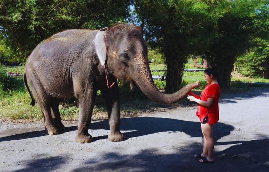 Bangkok: Ethical Elephant Care Half-Day with Transfers - What to Bring (and What to Skip)