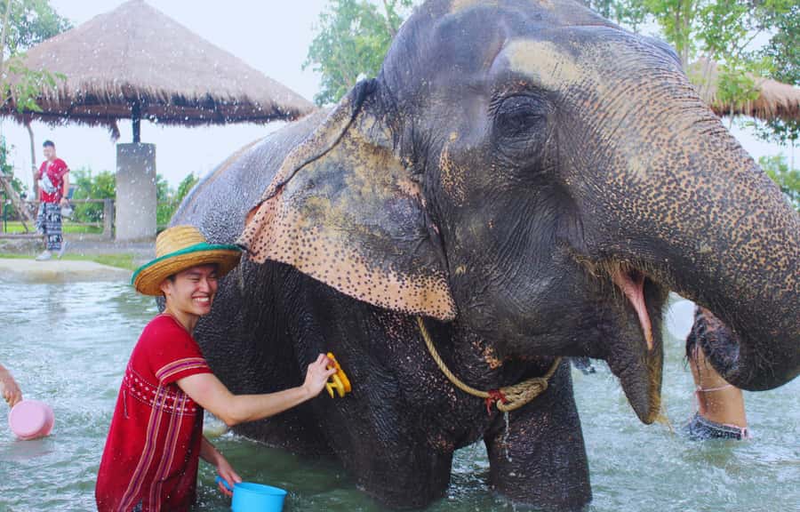 Bangkok: Ethical Elephant Care Half-Day with Transfers - Should You Book Bangkok Elephant Park Ethical Elephant Care?