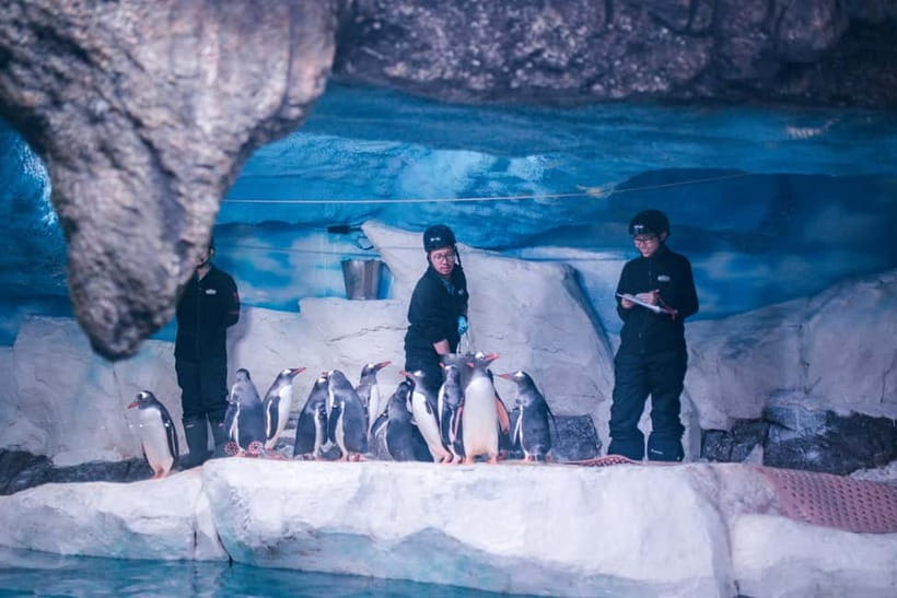 Bangkok: SEA LIFE Bangkok Ocean World Entry Ticket - Penguin Ice Playground and Rainforest Adventure: two different kinds of wow