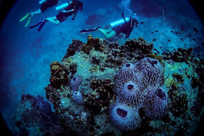Basic Diver ( One Day Experience) - Timing, Duration, and What the 6–8 Hours Feels Like