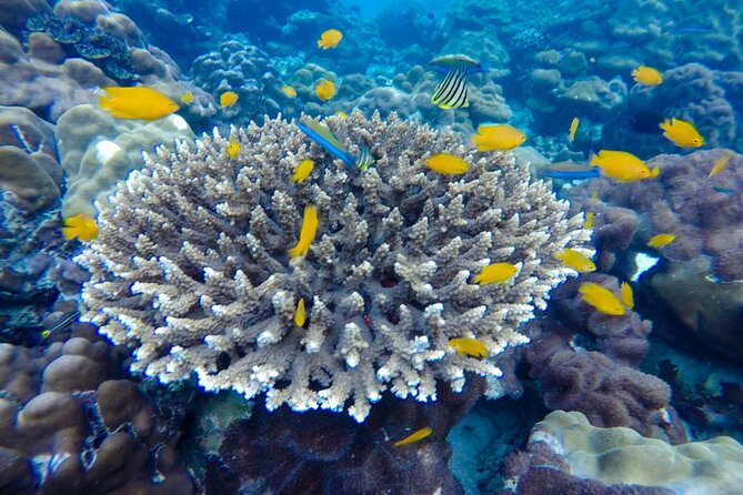 Best of Phi Phi Islands Snorkeling Tour from Phuket - Viking Cave: A Scenic Stop With a Story in Your Ear