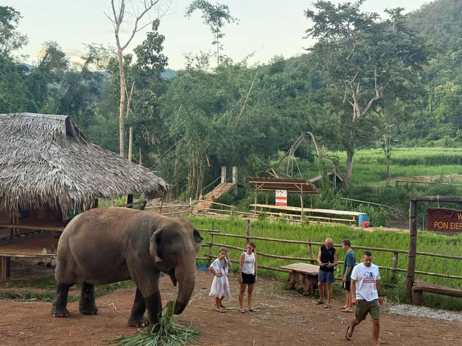 Chiang Mai 2-Day: Good Morning Elephant & Overnight Homestay - Key highlights to look forward to