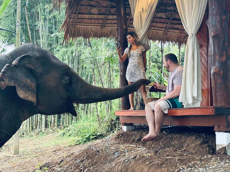 Chiang Mai 2-Day: Good Morning Elephant & Overnight Homestay - Day 1 afternoon: pickup, the Mae Wang Valley drive, and first sanctuary contact