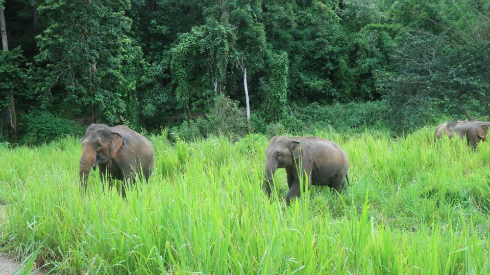 Chiang Mai: 2-Day Jungle Trek with Elephant Farm & Raft Ride - Mae Wang Bamboo Raft Ride: The Calm Part That Makes the Hike Worth It
