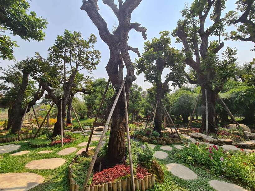 Chiang Mai: Dantewada Land of Angels & Sticky Waterfall Tour - Seven-Colored Fountain Trail: Short Walk, Big Etiquette Note