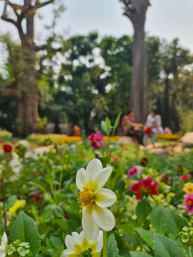 Chiang Mai: Dantewada Land of Angels & Sticky Waterfall Tour - What I Love About the Guides: Chris and Kiki Make It Feel Easy