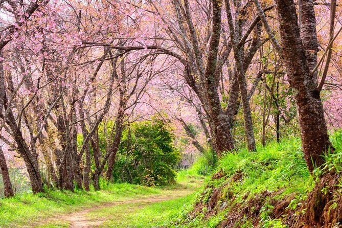 Chiang Mai - Doi Inthanon Full day Tour - How the 9–10 Hours Actually Flow: Timing, Walking, and Weather