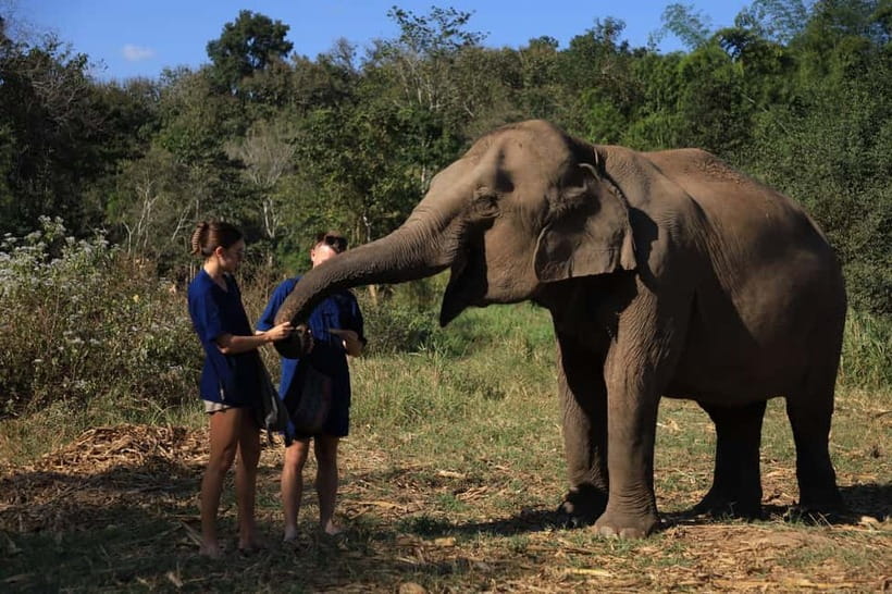 Chiang Mai: Doi Inthanon Hiking & Elephant Sanctuary Program - Ethical elephant time in Chiang Mai that focuses on behavior, not tricks