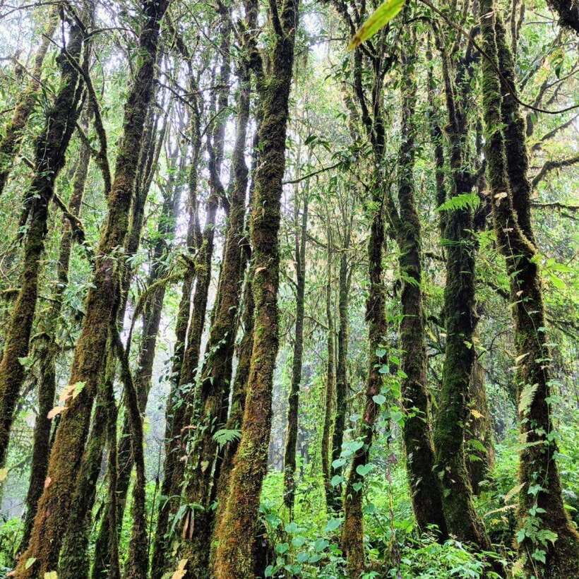 Chiang Mai: Doi Inthanon National Park & Waterfall Day Tour - Price and what you’re really paying for ($50 per person)