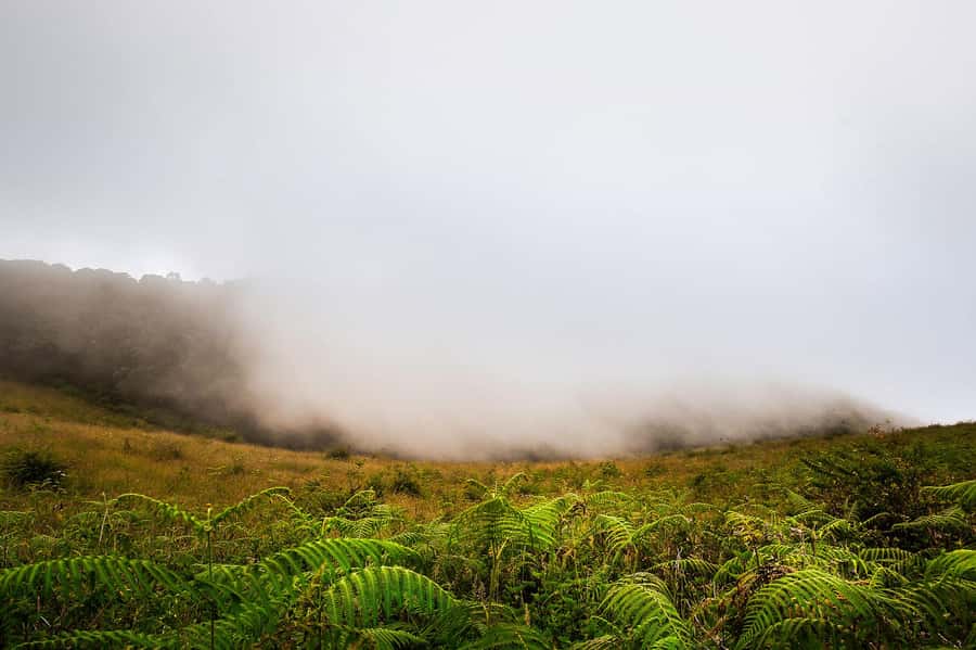 Chiang Mai: Doi Inthanon National Park, Waterfall & Lunch - Key Things You’ll Notice on This Doi Inthanon Day Tour