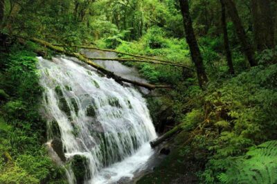Chiang Mai: Doi Inthanon National Park, Waterfall & Lunch - Getting picked up (Old City and Nimman) and the return timing