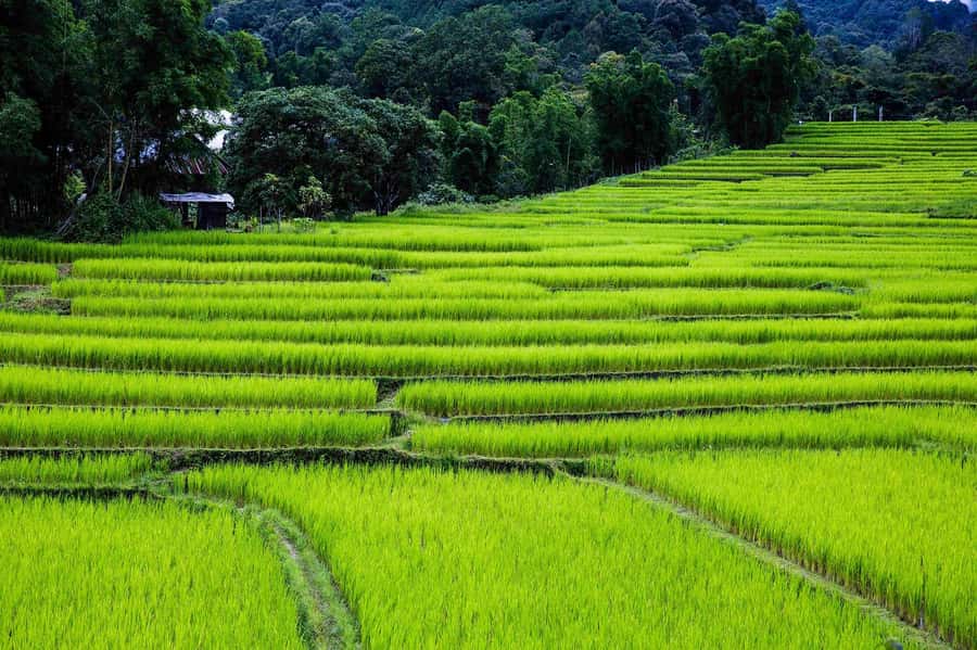 Chiang Mai: Doi Inthanon National Park, Waterfall & Lunch - Price and the park-fee option: what your $37 really includes
