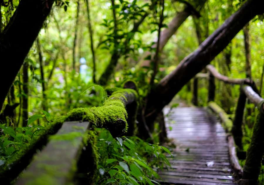 Chiang Mai: Doi Inthanon National Park with Ticket & Lunch - Key highlights worth caring about