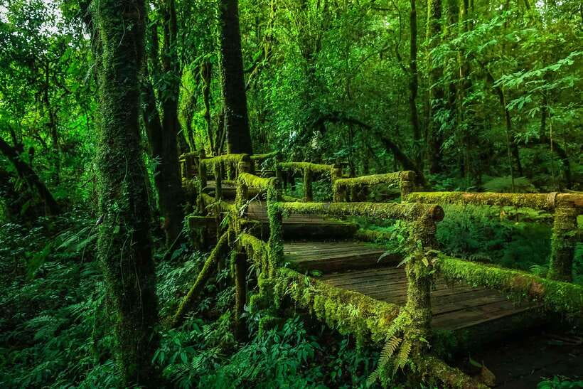Chiang Mai: Doi Inthanon Park Tour & Kew Mae Pan Trail Hike - Price and Value: Is $51 Worth It for This Package?