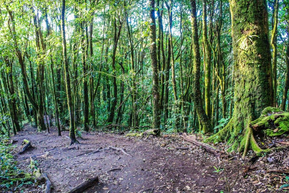 Chiang Mai: Doi Inthanon, Waterfalls, & Tribal Villages Tour - Timing, driving, and why the day feels long (even when it’s worth it)