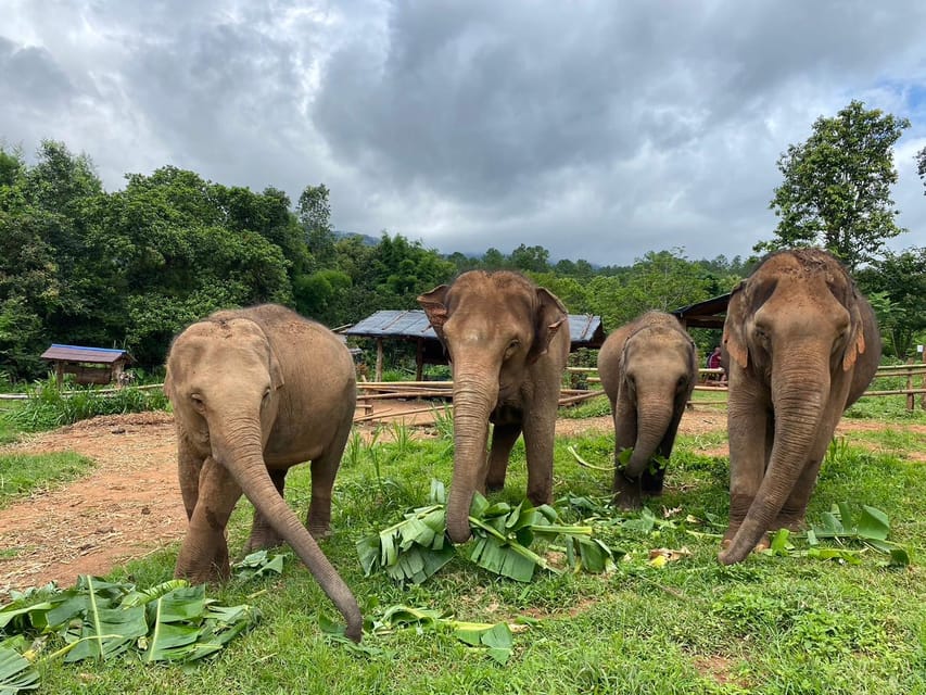 Chiang Mai: Elephant Dream Project Sanctuary - Half-Day - Jungle Elephant Time Without the Ride-and-Tricks Script