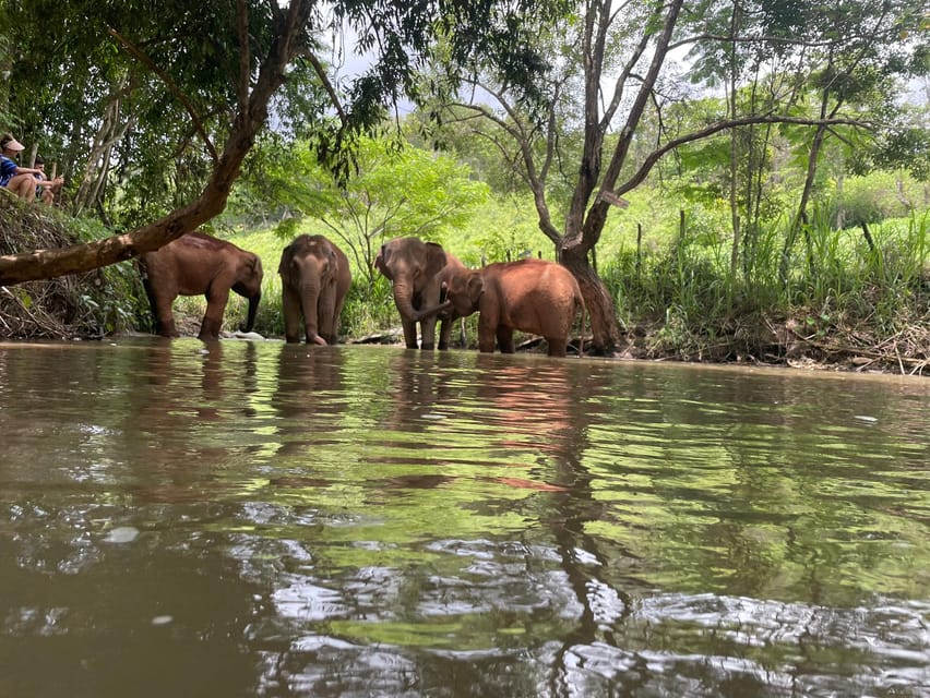 Chiang Mai: Elephant Dream Project Sanctuary - Half-Day - Feeding the Elephants: The Moment That Makes It Real