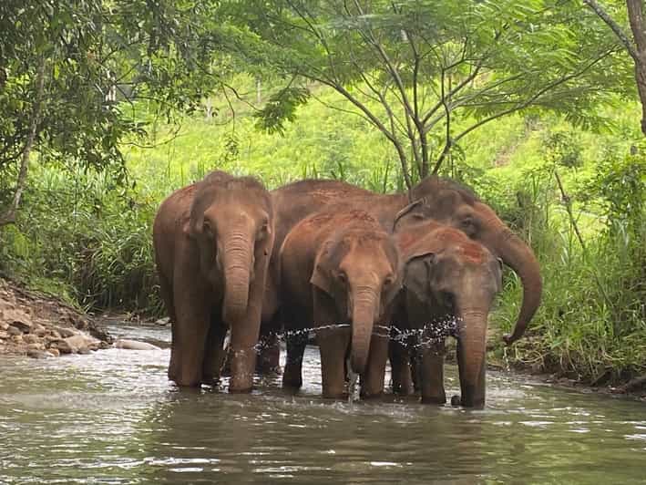 Chiang Mai: Elephant Dream Project Sanctuary - Half-Day - Walking in the Jungle With the Elephants: Natural Habits Over Performances