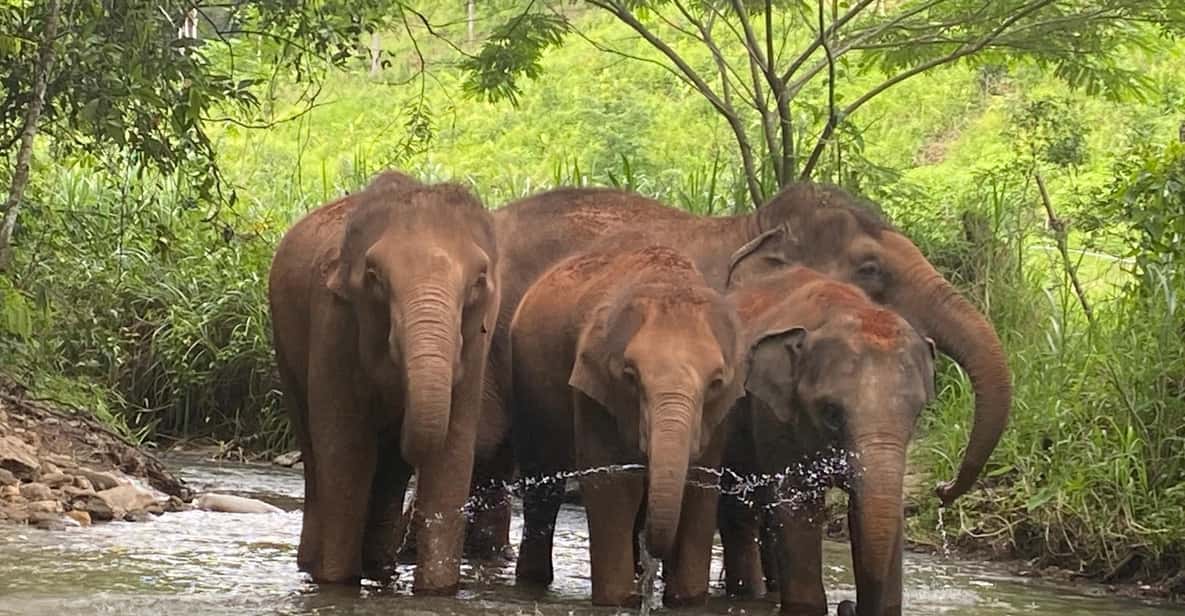 Chiang Mai: Elephant Dream Project Sanctuary - Half-Day - Village Time and Lunch: Thai Food + Local Life