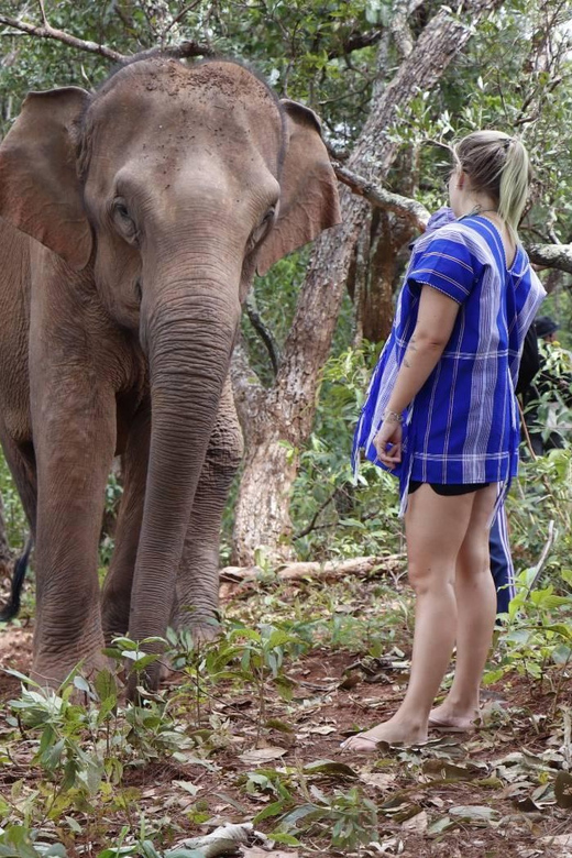 Chiang Mai: Elephant Dream Project Sanctuary - Half-Day - Watching Bathing and River Moments (Without the Water-Stage)