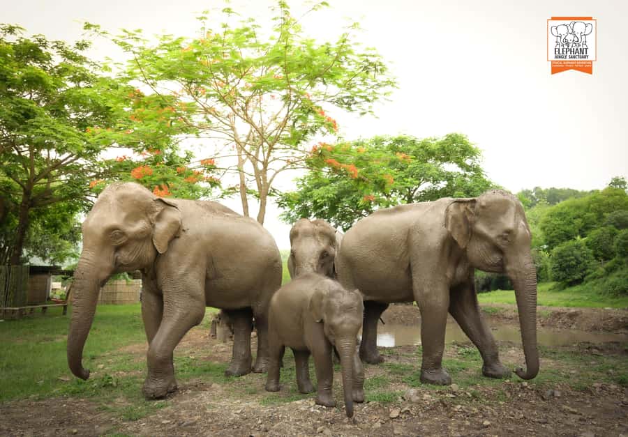 Chiang Mai: Elephant Jungle Sanctuary with Lunch & Transfer - Key Things You’ll Remember