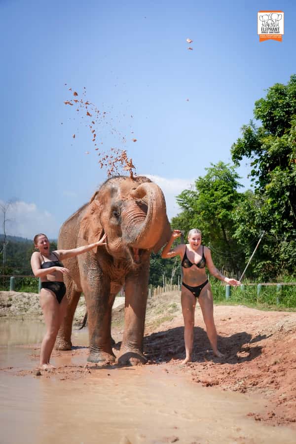 Chiang Mai: Elephant Jungle Sanctuary with Lunch & Transfer - Elephant Jungle Sanctuary Day in Chiang Mai: How the Timing Really Works