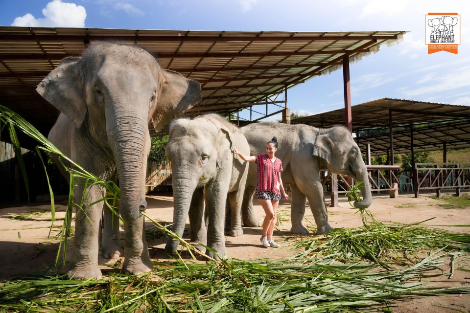 Chiang Mai: Elephant Jungle Sanctuary with Lunch & Transfer - The Sanctuary Tour Walk: Watching Behavior Up Close