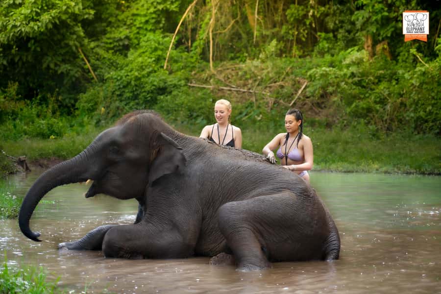 Chiang Mai: Elephant Jungle Sanctuary with Lunch & Transfer - Pickup and Van Ride: Small-Group Comfort Before the Elephants