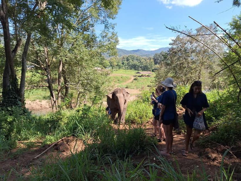 Chiang Mai: Elephant Sanctuary Bamboo Raft & Padthai Cooking - Bamboo rafting on the Wang River: expect splashes and good pacing