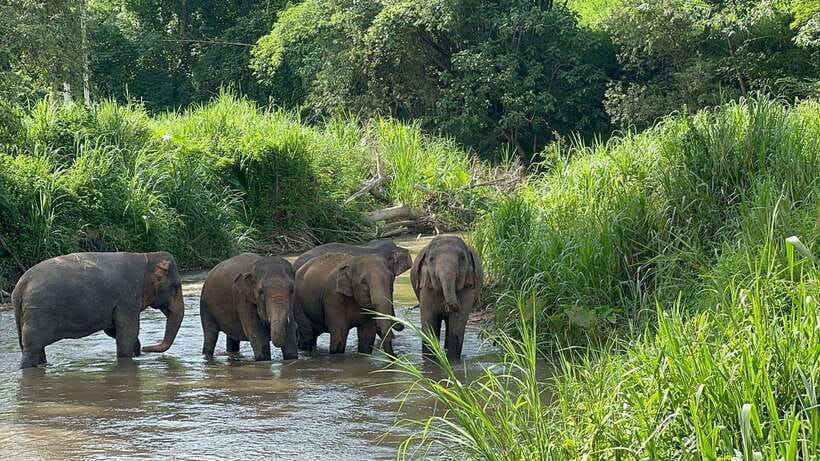 Chiang Mai: Elephant Sanctuary, Monk Trail & Doi Suthep Tour - A full-day Chiang Mai plan that actually balances animals and culture