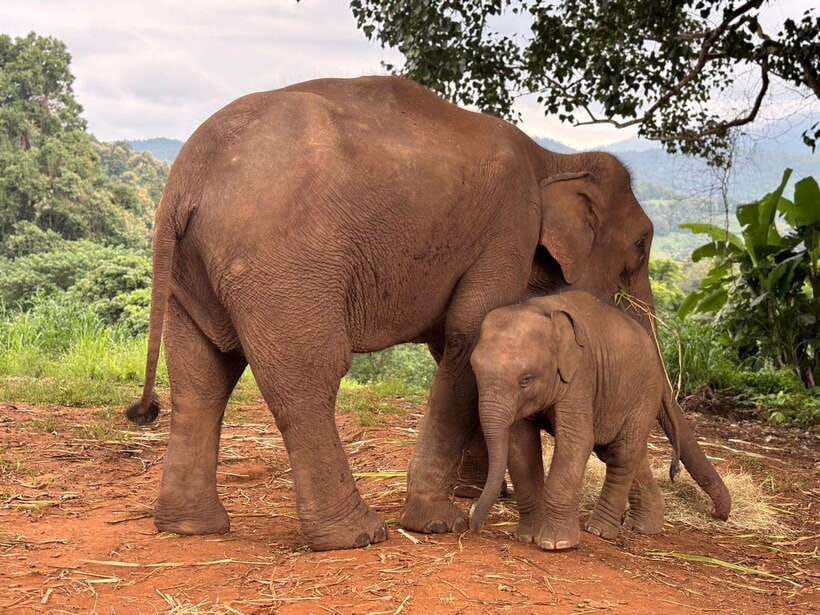 Chiang Mai: Elephant Sanctuary & Waterfall Group Tour - The drive out of Chiang Mai: scenery, villages, and a comfy rhythm