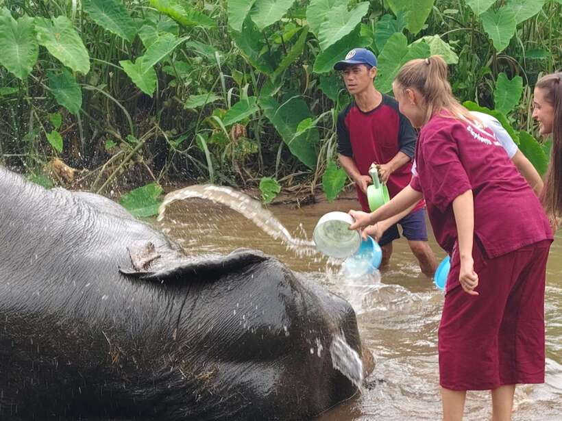 Chiang Mai: Elephants, Sticky Waterfalls, Market and Temple - Bua Thong sticky waterfalls: yes, it’s sticky, and yes, it’s a climb
