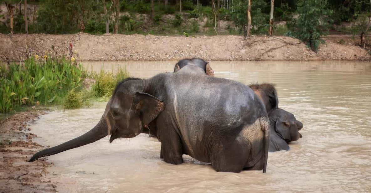 Chiang Mai: Ethical Elephant Encounter Feeding Program - Chiang Mai timing: how a 1-hour elephant session fits your day