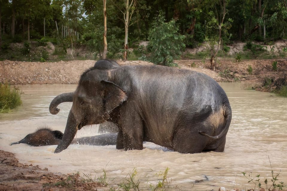 Chiang Mai: Ethical Elephant Encounter Feeding Program - The learning part: elephant behavior, communication, and history