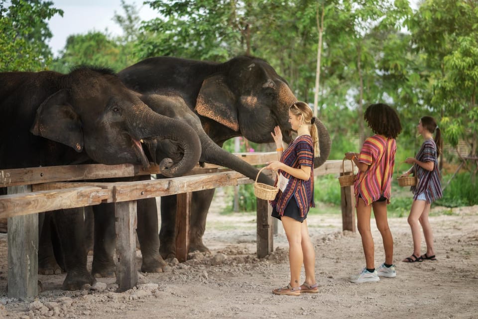 Chiang Mai: Ethical Elephant Encounter Feeding Program - Photographer and photos: what to expect