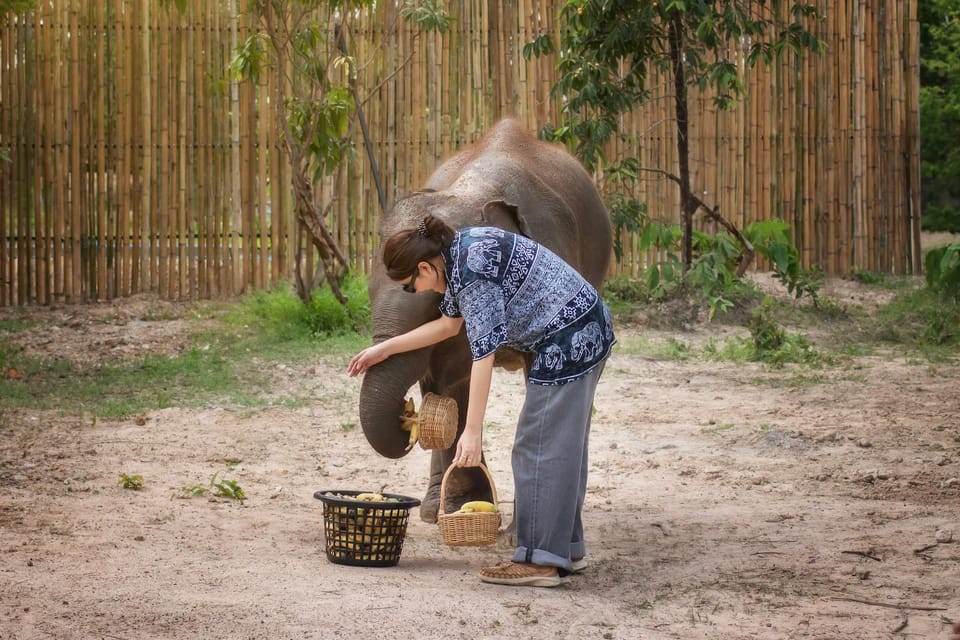 Chiang Mai: Ethical Elephant Encounter Feeding Program - Price and value: is $22 for 1 hour fair?
