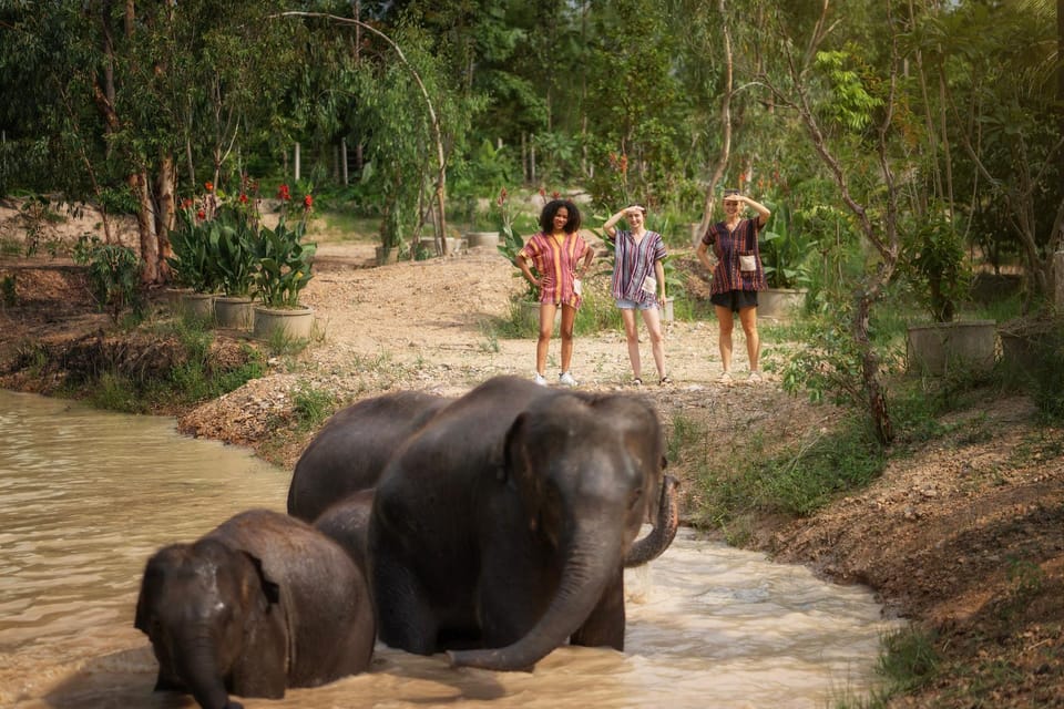 Chiang Mai: Ethical Elephant Encounter Feeding Program - Ethics in practice: the rules that protect the elephants