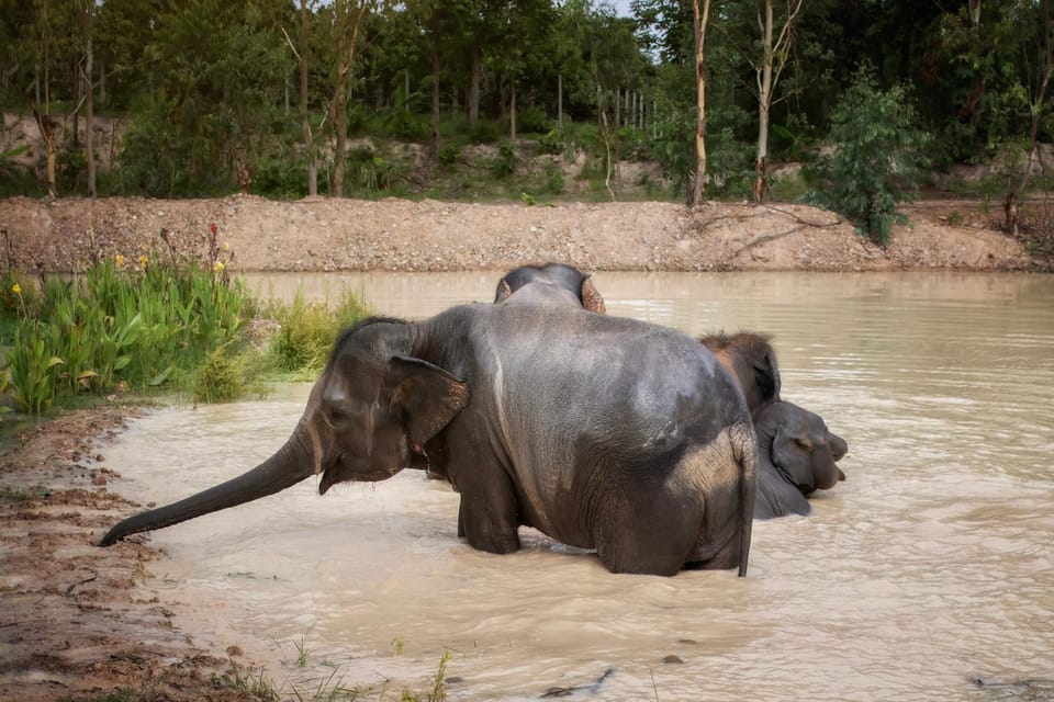 Chiang Mai: Ethical Elephant Encounter Feeding Program - Arriving at the sanctuary: what you’ll do first