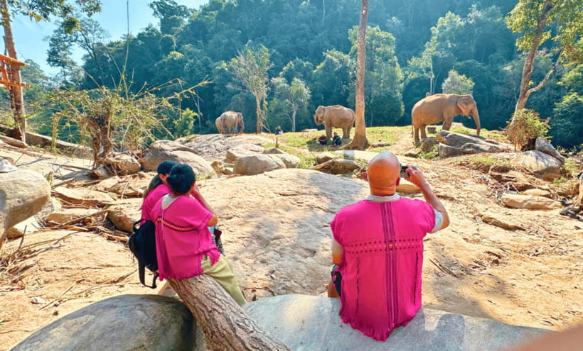 Chiang Mai: Ethical Half Day Elephant Sanctuary & Waterfall - Walking alongside the herd in the jungle