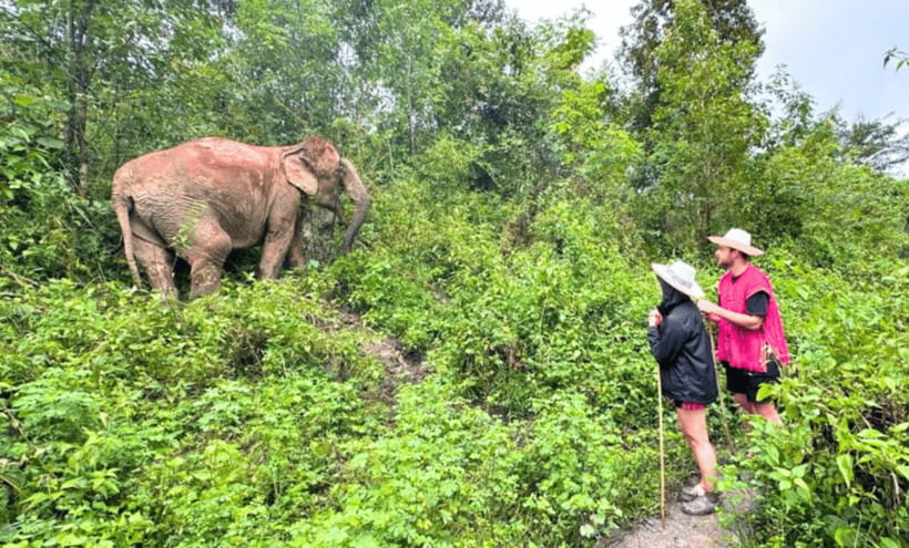 Chiang Mai: Ethical Half Day Elephant Sanctuary & Waterfall - Waterfall time: tea, swimming, and clear boundaries
