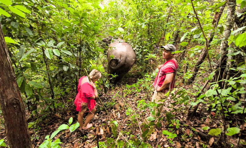 Chiang Mai: Ethical Half Day Elephant Sanctuary & Waterfall - Who this fits well (and who might struggle)