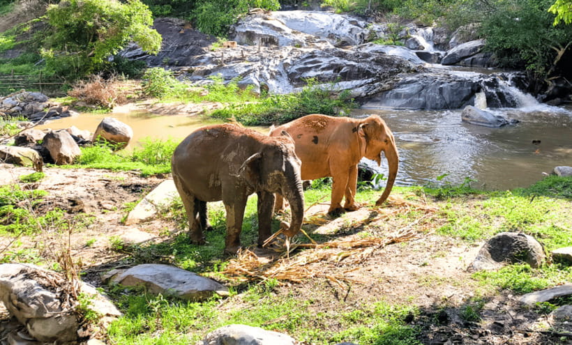 Chiang Mai: Ethical Half Day Elephant Sanctuary & Waterfall - Chiang Mai pickup and the road trip: plan your comfort