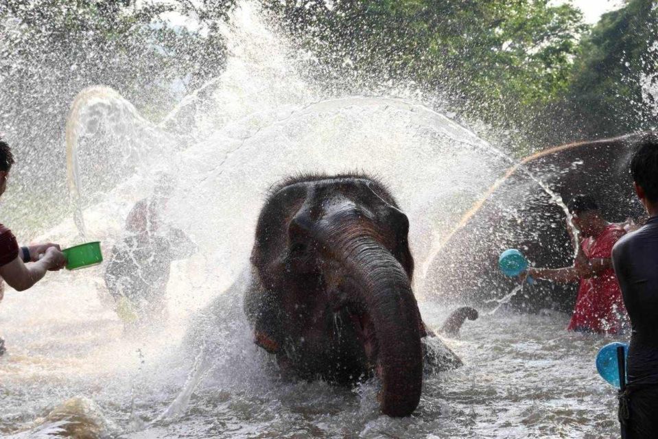 Chiang Mai: Full-Day Kerchor Elephant Eco Park Tour & Trek - Who this tour suits best (and who should reconsider)